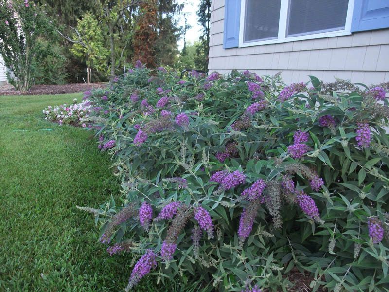 Buddleia Purple Chip Baumschule Stöckl