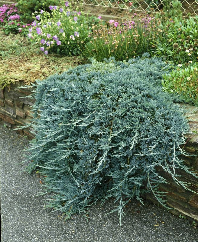 Juniperus Horizontalis Glauca Baumschule St Ckl