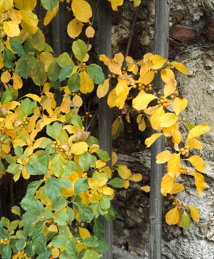 Celastrus orbiculatus