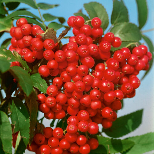 Sorbus aucuparia Edulis