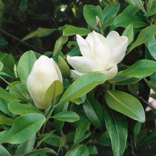 Magnolia grandiflora
