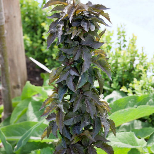 Sambucus nigra Black Tower