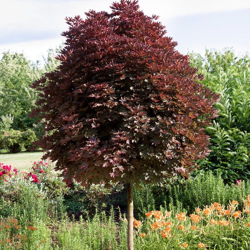 Acer platanoides Crimson Sentry, H