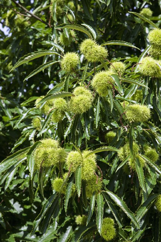 Castanea sativa Baumschule Stöckl