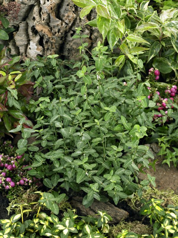 Euonymus Fortunei Radicans Baumschule St Ckl