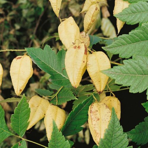 Koelreuteria paniculata