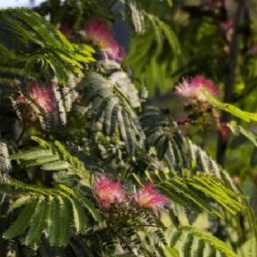 Albizia julibrissin, H