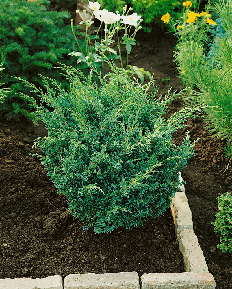 Juniperus chin. Blaauws Varietät