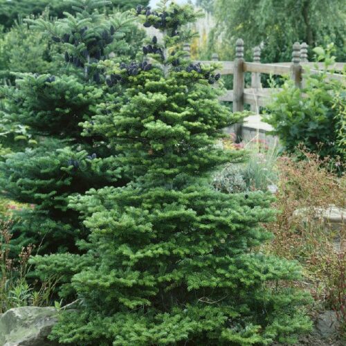 Abies koreana