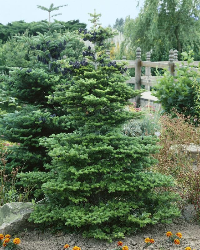 Abies koreana