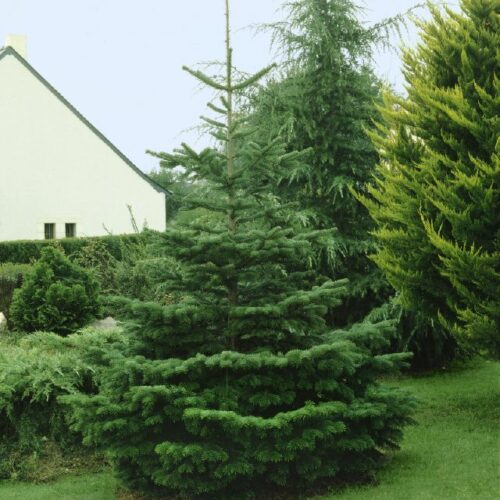 Abies nordmanniana