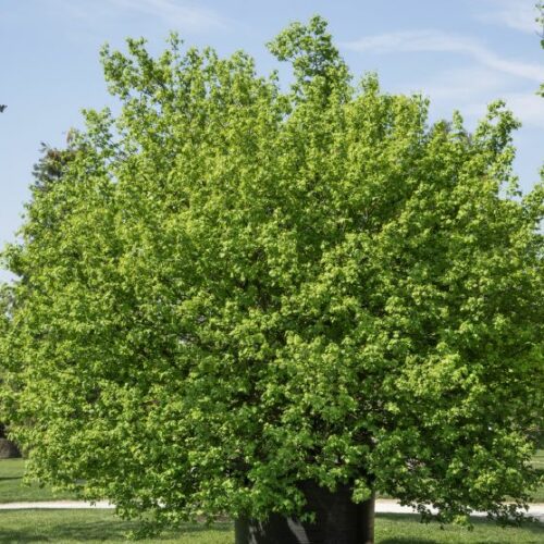 Acer campestre