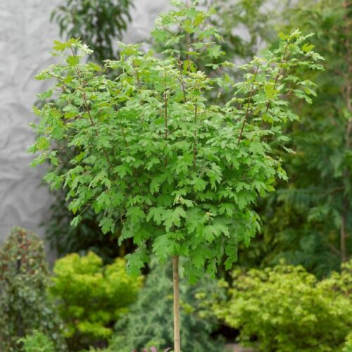 Acer campestre Nanum, H
