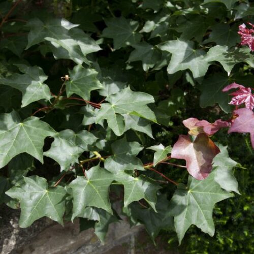 Acer cappadocicum Rubrum, H