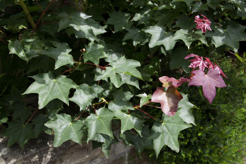Acer cappadocicum Rubrum, H