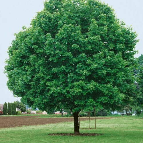 Acer ginnala