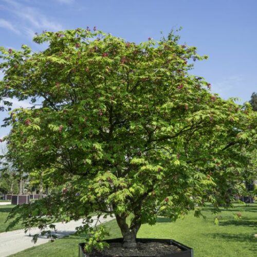 Acer japonicum Aconitifolium