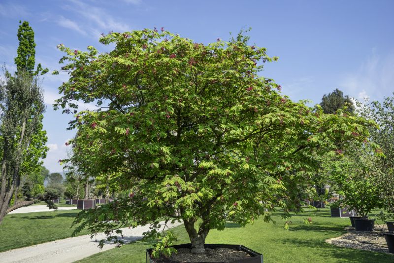 Acer japonicum Aconitifolium