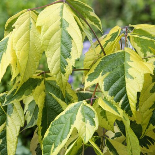 Acer negundo Aureo-Variegatum