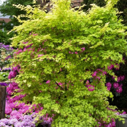 Acer palmatum