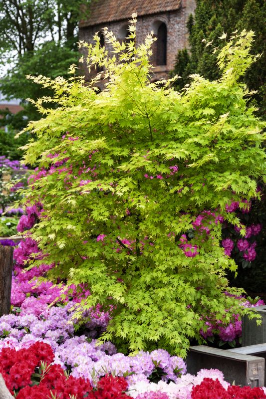 Acer palmatum