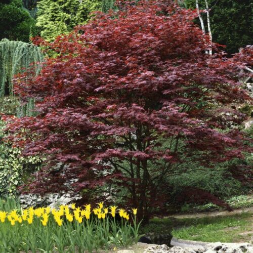 Acer palmatum Atropurpureum