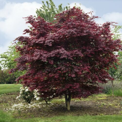 Acer palmatum Bloodgood