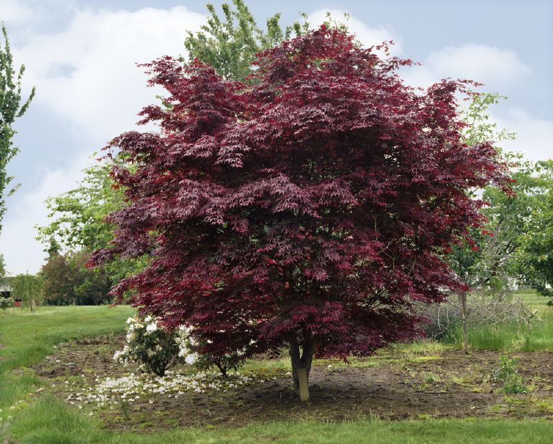 Acer palmatum Bloodgood