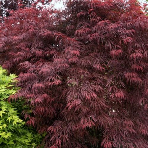 Acer palmatum Dissectum Garnet
