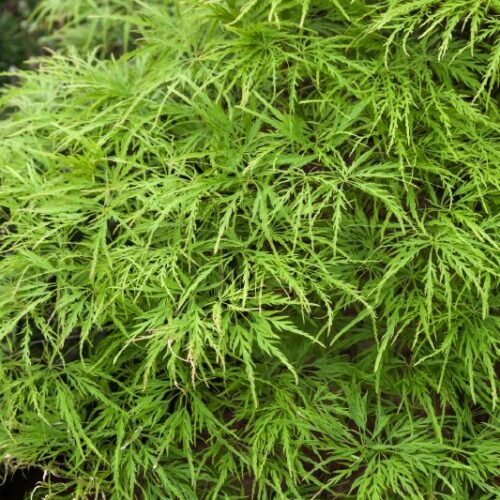 Acer palmatum Dissectum Viridis