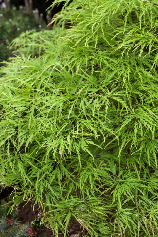 Acer palmatum Dissectum Viridis