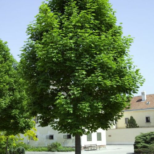 Acer platanoides