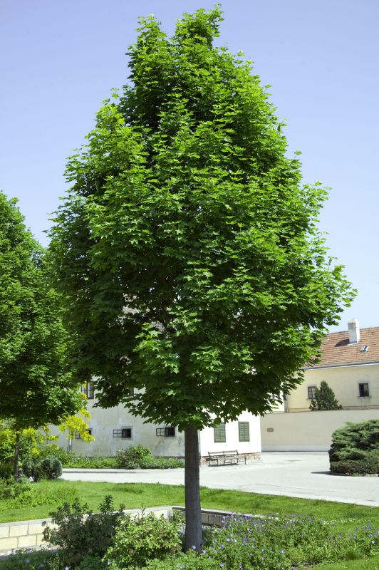 Acer platanoides
