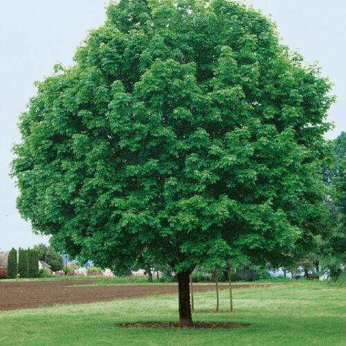 Acer platanoides Cleveland, H