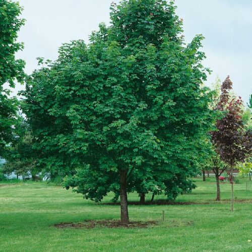 Acer platanoides Deborah, H