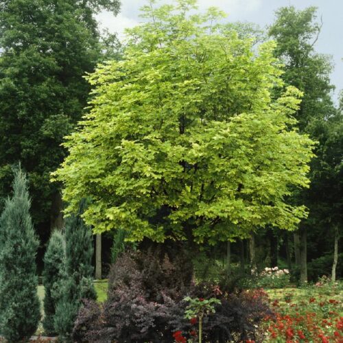 Acer platanoides Drummondii, H