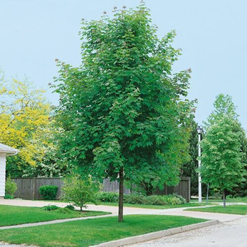 Acer platanoides Emerald Queen, H
