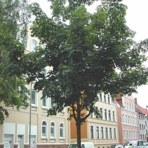 Acer platanoides Farlakes Green, H