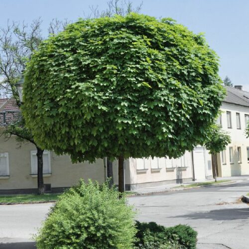 Acer platanoides Globosum, H