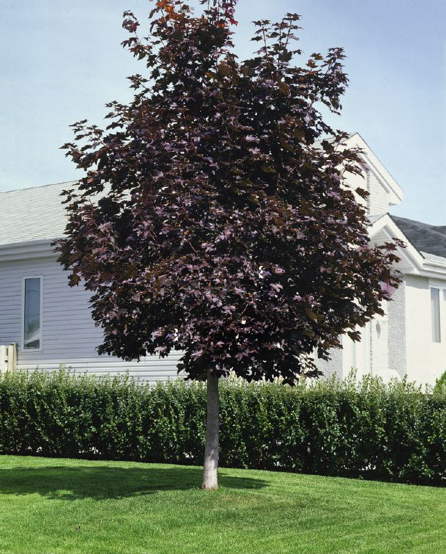 Acer platanoides Royal Red, H