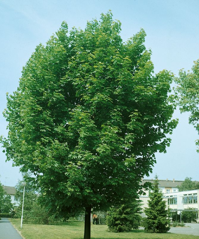Acer pseudoplatanus