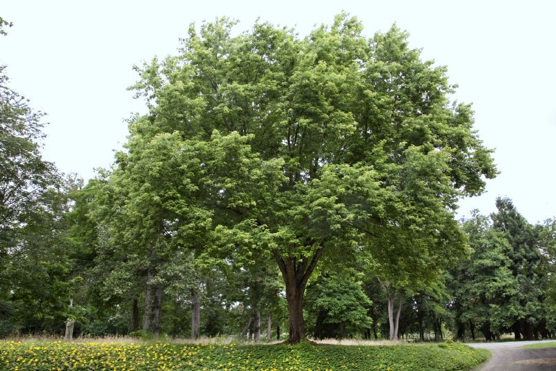 Acer saccharinum, H
