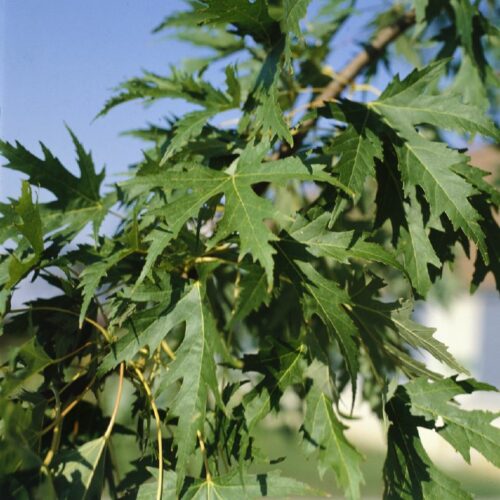 Acer saccharinum Wierii