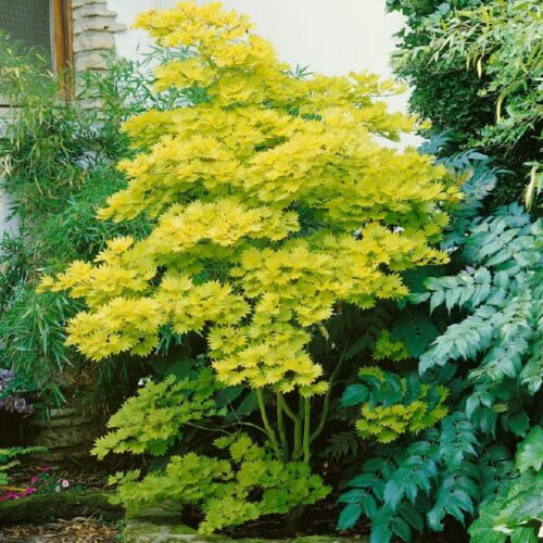 Acer shirasawanum Aureum
