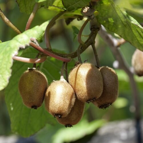Actinidia arguta