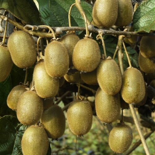Actinidia sinensis weiblich