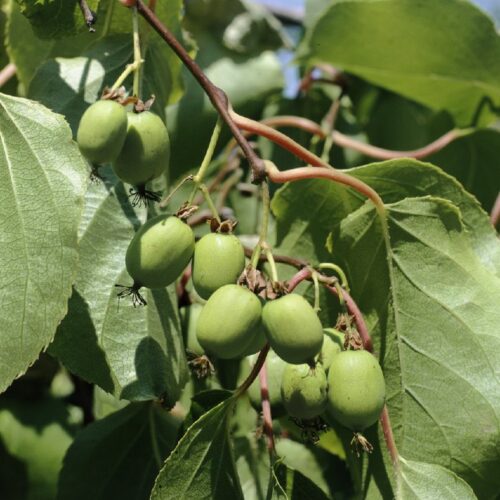 Actinidia arguta Issaii