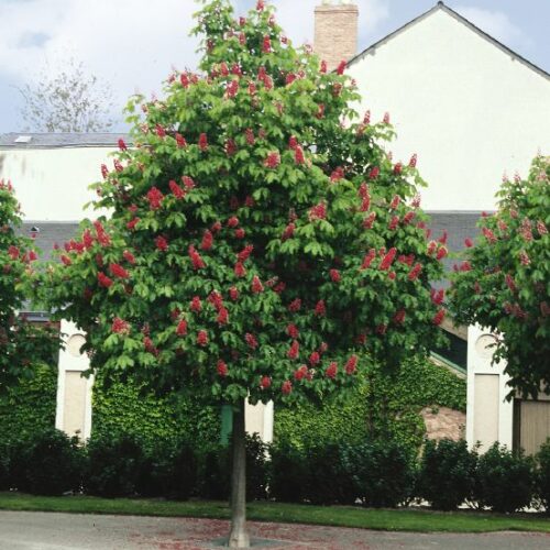 Aesculus carnea Briotii, H