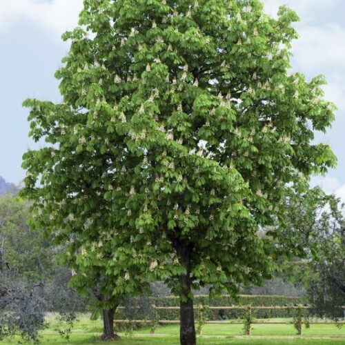 Aesculus hippocastanum, H