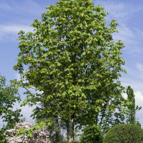 Aesculus hippocastanum Baumannii, H